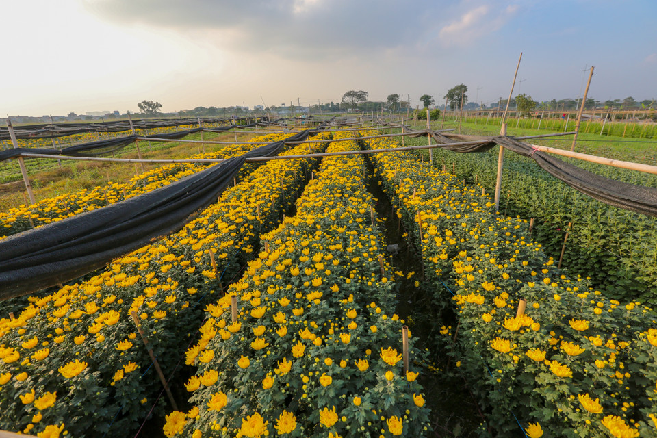 Làng hoa Tây Tựu (quận Bắc Từ Liêm, Hà Nội) là một trong những nơi cung cấp hoa chủ lực cho Thủ đô, đặc biệt cho dịp Tết Nguyên đán đang sắp tới gần. (Ảnh: Minh Sơn/Vietnam+)