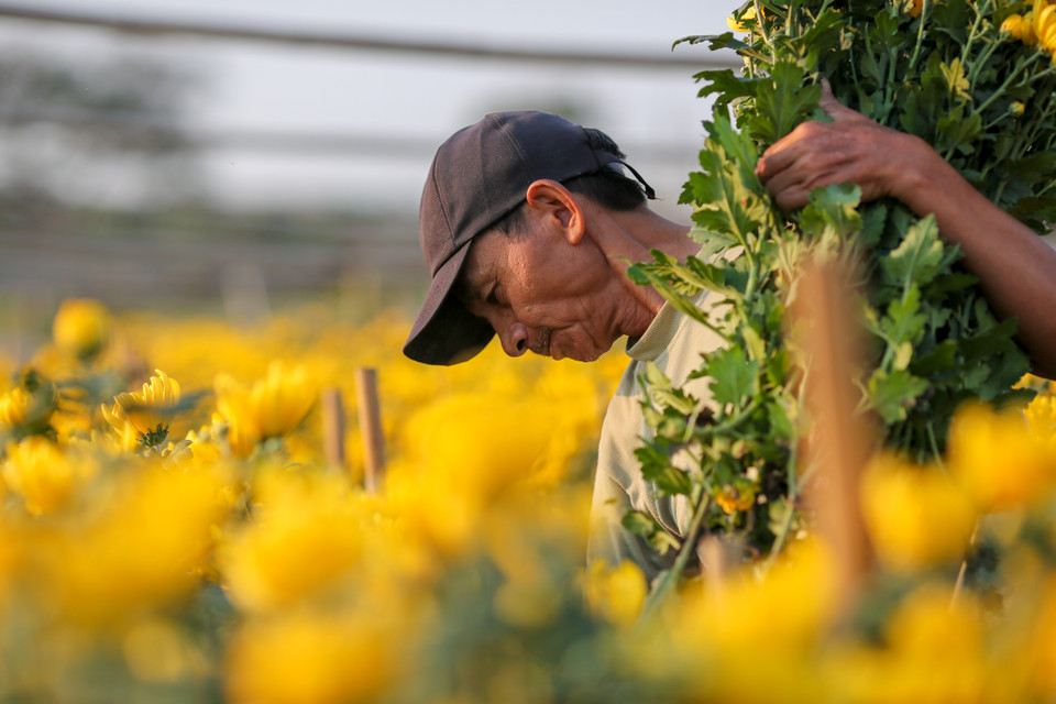 Đa số nông dân tại Tây Tựu trồng hoa cúc để nở đúng dịp 23 tháng Chạp là thu hoạch. (Ảnh: Minh Sơn/Vietnam+)