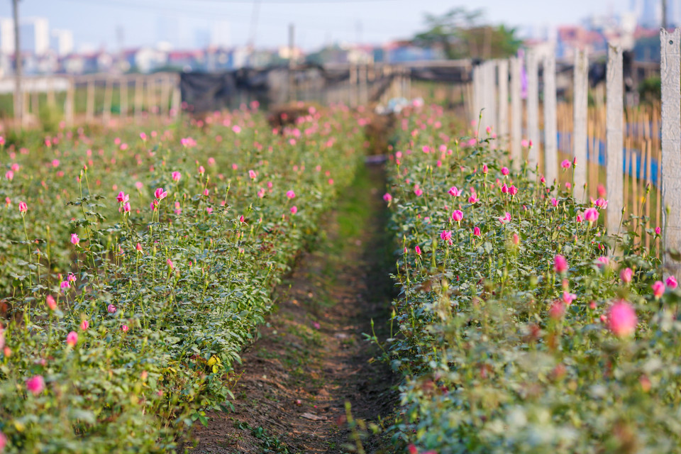 (Ảnh: Minh Sơn/Vietnam+)