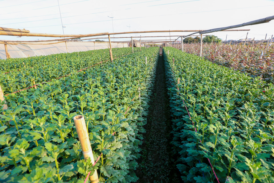 (Ảnh: Minh Sơn/Vietnam+)