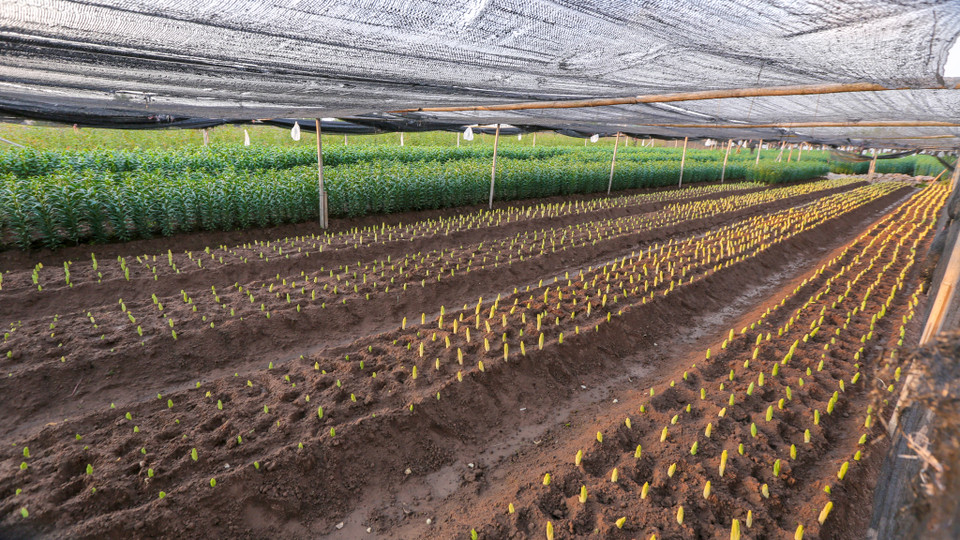 Nhưng hiện nay, đa phần người dân chuyển sang trồng hoa ly và cúc là chính do hai loại hoa này tiêu thụ được quanh năm. (Ảnh: Minh Sơn/Vietnam+)