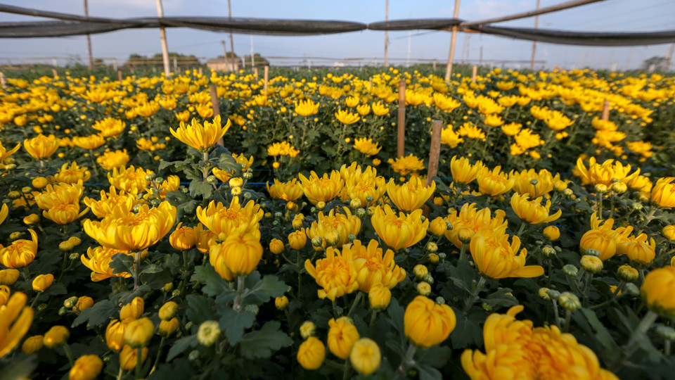 Năm nay, thời tiết lại tiếp tục không ủng hộ người dân Tây Tựu. Giữa mùa đông mà nắng nóng kéo dài, khi chuyển lạnh đột ngột khiến nhiều vườn hoa bị bung nở sớm. Mặc dù đã tìm mọi biện pháp ngăn hoa nở, nhưng vẫn có nhiều vườn buộc phải cắt cành bán sớm với giá rẻ. (Ảnh: Minh Sơn/Vietnam+)