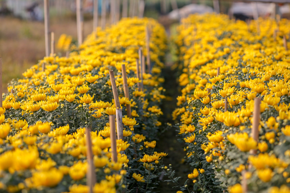 Năm nay thời tiết thất thường khiến nhiều nông dân tỏ ra lo lắng. (Ảnh: Minh Sơn/Vietnam+)