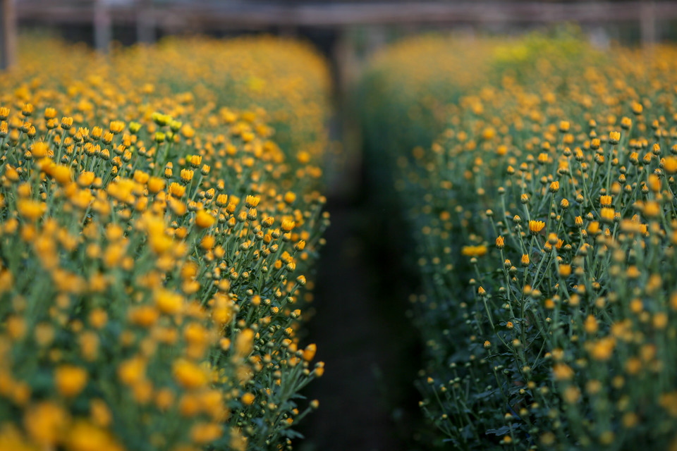 Những nông dân tại Tây Tựu hy vọng năm nay, trời chiều lòng người để có được một mùa bội thu, đón một cái Tết Nguyên đán an lành. (Ảnh: Minh Sơn/Vietnam+)
