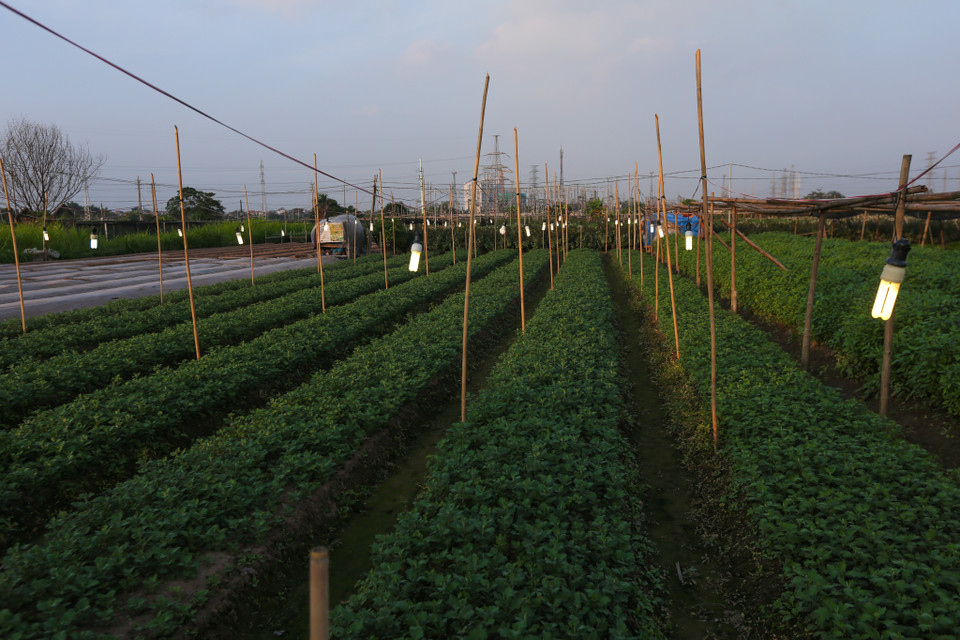 Trong các loại hoa tại Tây Tựu, hoa ly là khó chăm nhất, mức đầu tư cũng cao nhất thế nên việc chăm hoa cũng như chăm con mọn. (Ảnh: Minh Sơn/Vietnam+)