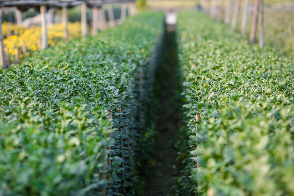 (Ảnh: Minh Sơn/Vietnam+)