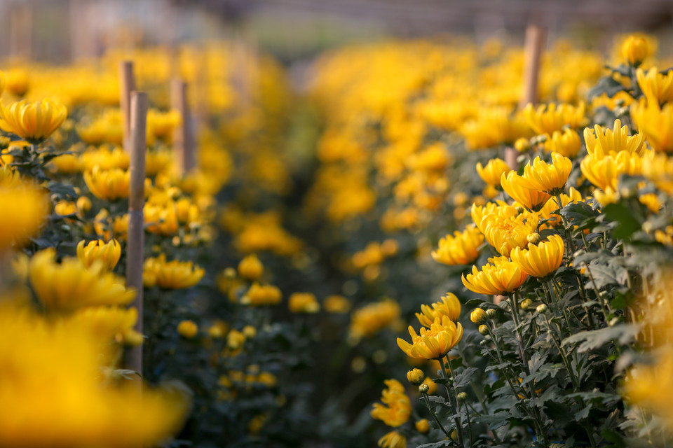 Hầu hết hoa ở Tây Tựu không được trồng trong nhà kính nên việc chăm sóc hoa phụ thuộc rất nhiều vào thời tiết. (Ảnh: Minh Sơn/Vietnam+)