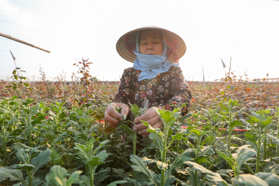 Ruộng qua cúc nhà bà Trường đang trong giai đoạn sinh trưởng tươi tốt nhưng kéo theo đó là nỗi lo giá hoa không được như kỳ vọng trong dịp Tết. (Ảnh: Minh Sơn/Vietnam+)