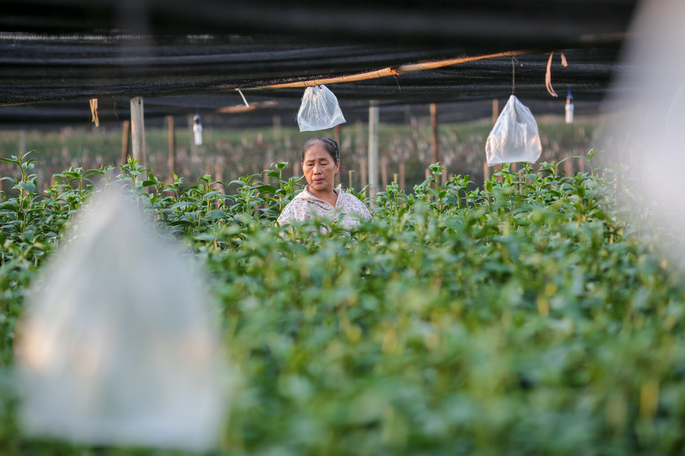 Các hộ gia đình trồng hoa ly thời gian này đang hồi hộp chờ thời tiết để quyết định được giá hoa ly. (Ảnh: Minh Sơn/Vietnam+)