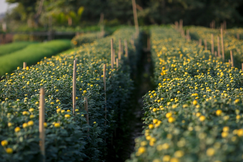 (Ảnh: Minh Sơn/Vietnam+)