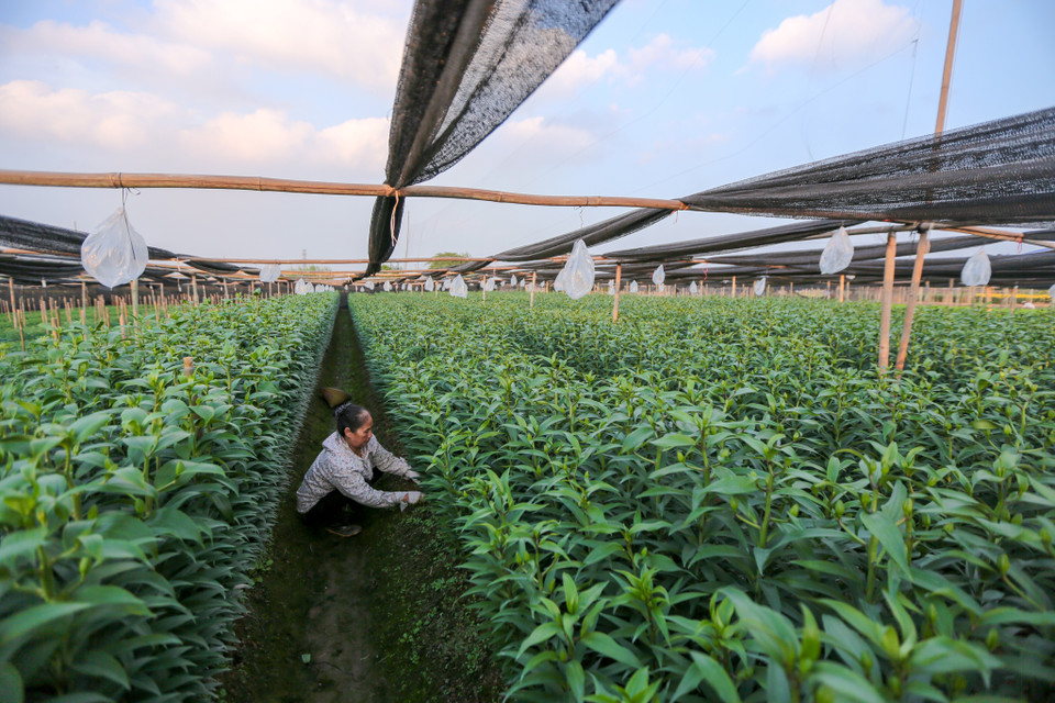 Theo kinh nghiệm của các hộ trồng hoa, nếu thời tiết nồm, ẩm, hoa sẽ nở trước Tết Nguyên đán, còn nếu rét kéo dài hoa ly sẽ nở sau Tết. (Ảnh: Minh Sơn/Vietnam+)