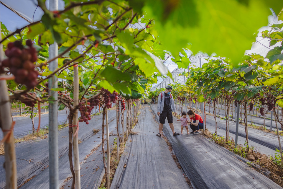 Khu nông trại của anh Lực rộng tới 4ha với 2,5ha trồng nho và 1,5ha trồng dâu tây. (Ảnh: Minh Sơn/Vietnam+)