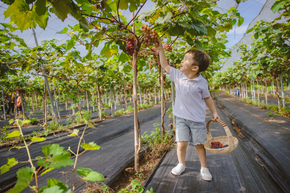 'Cây nho phải được ngủ đông để tích luỹ dinh dưỡng, bền bỉ hơn, cho năng suất cao hơn. Chính vì thế cây nho ở đây phải trồng được đến 20 năm,' anh Lực chia sẻ. (Ảnh: Minh Sơn/Vietnam+)