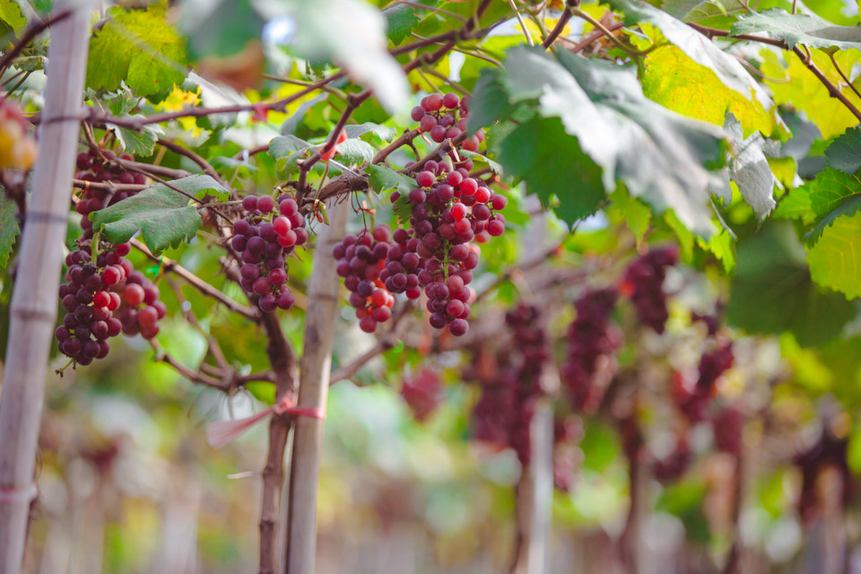 Hơn hết nông trại gần trung tâm Thủ đô để dễ dàng cung ứng cho các chuỗi cửa hàng thực phẩm đồng thời cũng là một địa điểm để người dân đến đây trải nghiệm. (Ảnh: Minh Sơn/Vietnam+)