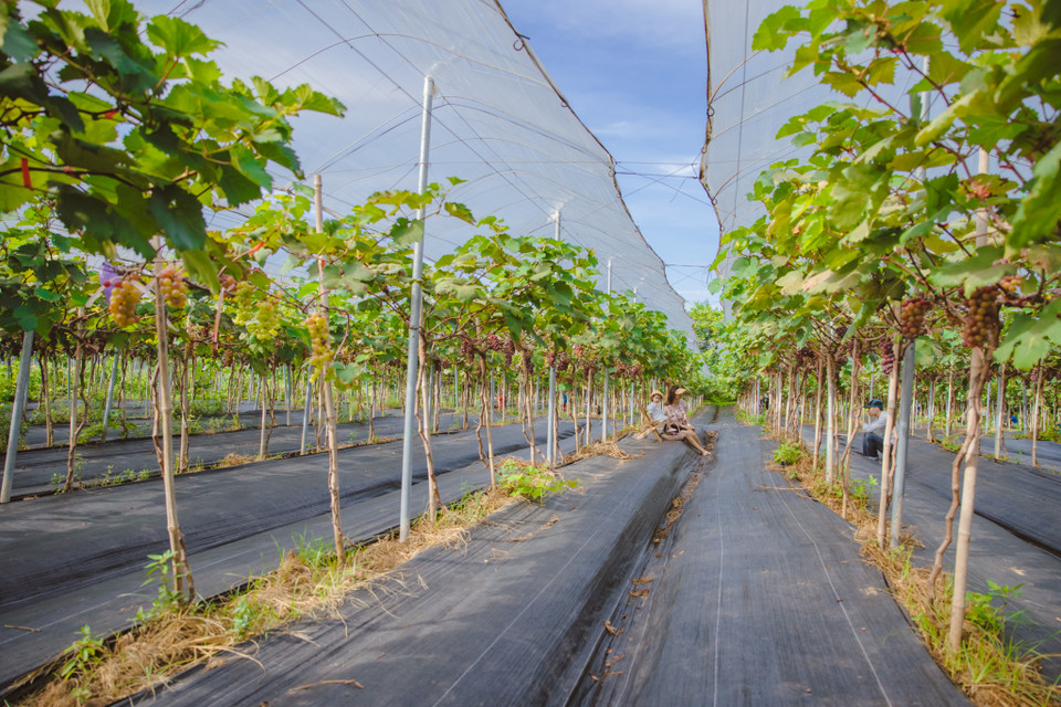  Du khách qua cầu Nhật Tân rồi rẽ phải đi tiếp khoảng 2 cây số sẽ thấy nông trại mang tên Chimi Farm của anh Vũ Văn Lực. (Ảnh: Minh Sơn/Vietnam+)