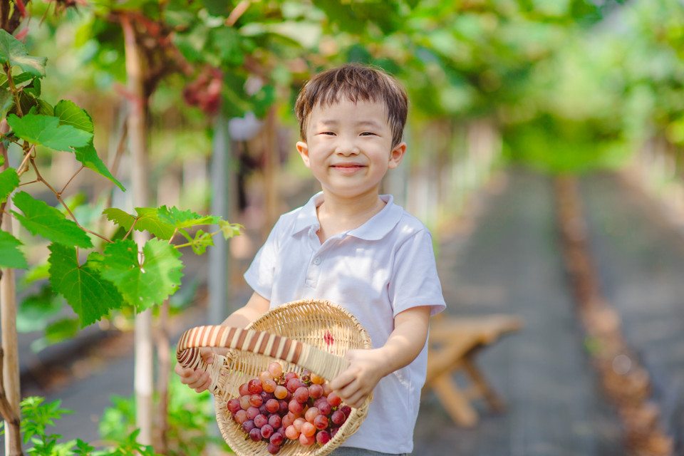Đây cũng là trang trại nho với quy mô lớn duy nhất ở Hà Nội để người dân đến tham quan trải nghiệm. (Ảnh: Minh Sơn/Vietnam+)