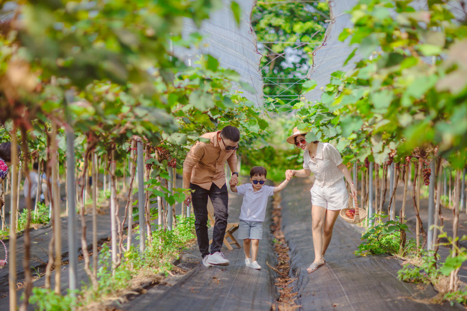 Anh Lực chủ vườn cho hay khí hậu nơi đây khá thích hợp để trồng nho vì cây nho sinh trưởng tốt trong điều kiện từ -40 độ đến 50 độ thậm chí cây nhỏ sinh trưởng ở miền Bắc còn tốt hơn Ninh Thuận. (Ảnh: Minh Sơn/Vietnam+)