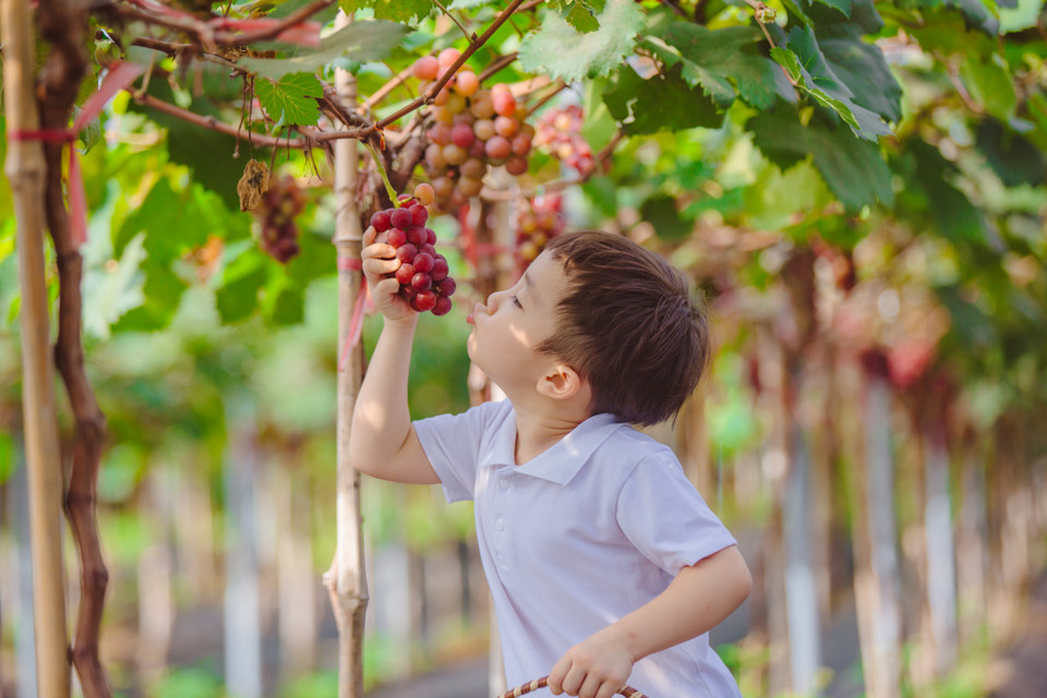 Tương lai chủ nông trại này sẽ trồng thêm một số loại cây ăn quả khác và rau sạch để phục vụ cho nhu cầu của người dân Thủ đô. (Ảnh: Minh Sơn/Vietnam+)