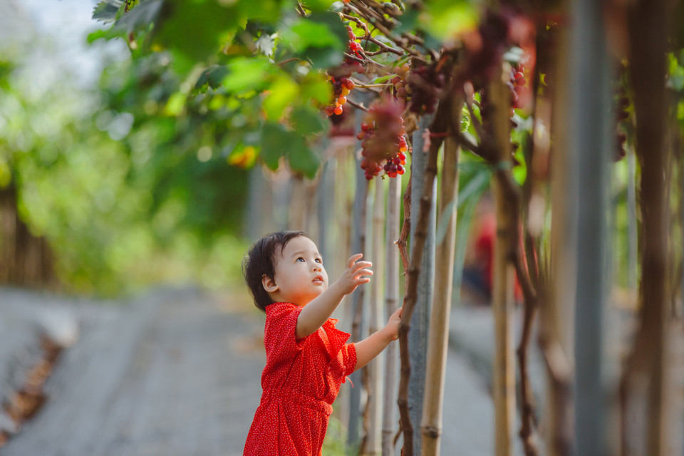 Nông trại này cũng mở cửa miễn phí cho du khách đến khám phá. (Ảnh: Minh Sơn/Vietnam+)