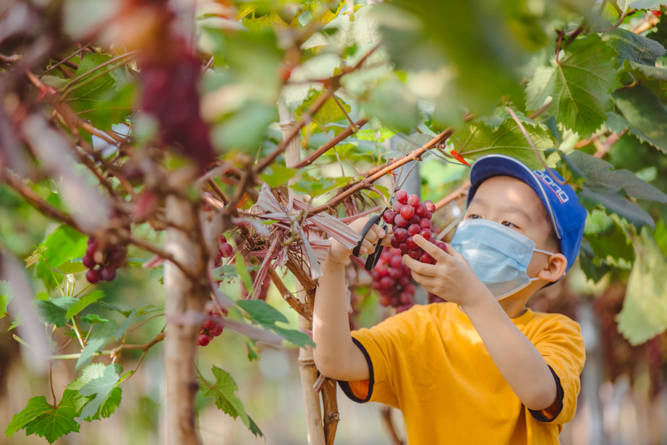 Nông trại một năm có 2 vụ nho, vụ đầu thu hoạch từ nửa cuối tháng 5 đến tháng 7. Vụ thứ hai từ nửa cuối tháng 10 đến tháng 12. (Ảnh: Minh Sơn/Vietnam+)