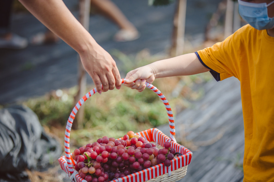 Chỉ cách trung tâm Hà Nội khoảng 20 phút đi xe, người dân đã có thể tự tay hái những chùm nho sai trĩu quả, một trải nghiệm mà trước đây phải vào đến tận Ninh Thuận mới có thể khám phá. (Ảnh: Minh Sơn/Vietnam+)