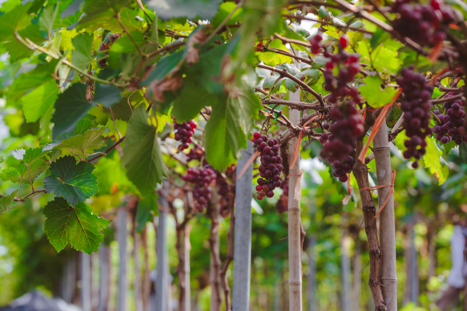 Khu nông trại trồng đến 7 giống nho, nhiều nhất là Black Pearl và Sweet Shappier. (Ảnh: Minh Sơn/Vietnam+)