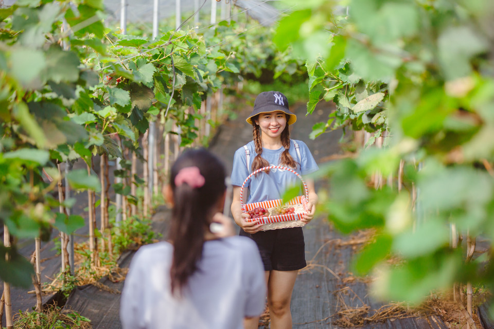 Khi tham quan vườn nho, du khách sẽ được phát một chiếc giỏ nhỏ cùng cái kéo. Du khách sẽ tự tay thu hoạch nho theo ý mình. (Ảnh: Minh Sơn/Vietnam+)