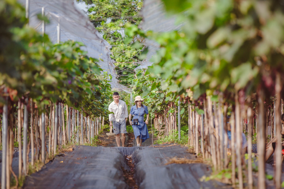 Khu nông trại đi vào hoạt động từ năm 2019 với mục đích trồng và cung cấp thực phẩm cho người dân Thủ đô. Cùng với đó, chủ vườn cũng mở cửa cho du khách đến trực tiếp tham quan và trải nghiệm công việc thu hoạch. (Ảnh: Minh Sơn/Vietnam+)
