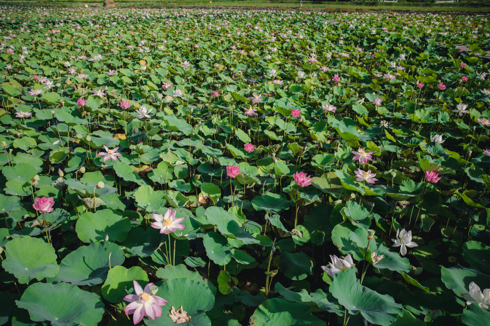 Nằm cách Hà Nội khoảng 100km, không khó để du khách có thể rủ nhau về đây để thưởng thức một khung cảnh không nơi nào có được khi đầm sen bát ngát nằm giữa những núi đá trập trùng. (Ảnh: Minh Sơn/Vietnam+)
