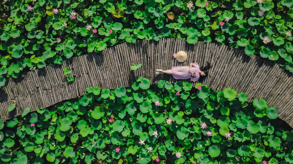 Điểm đến này là nơi chụp ảnh lý tưởng cho du khách bởi sen ở đây nở rộ cùng lúc, tạo nên cảnh quan đẹp mắt. (Ảnh: Minh Sơn/Vietnam+)