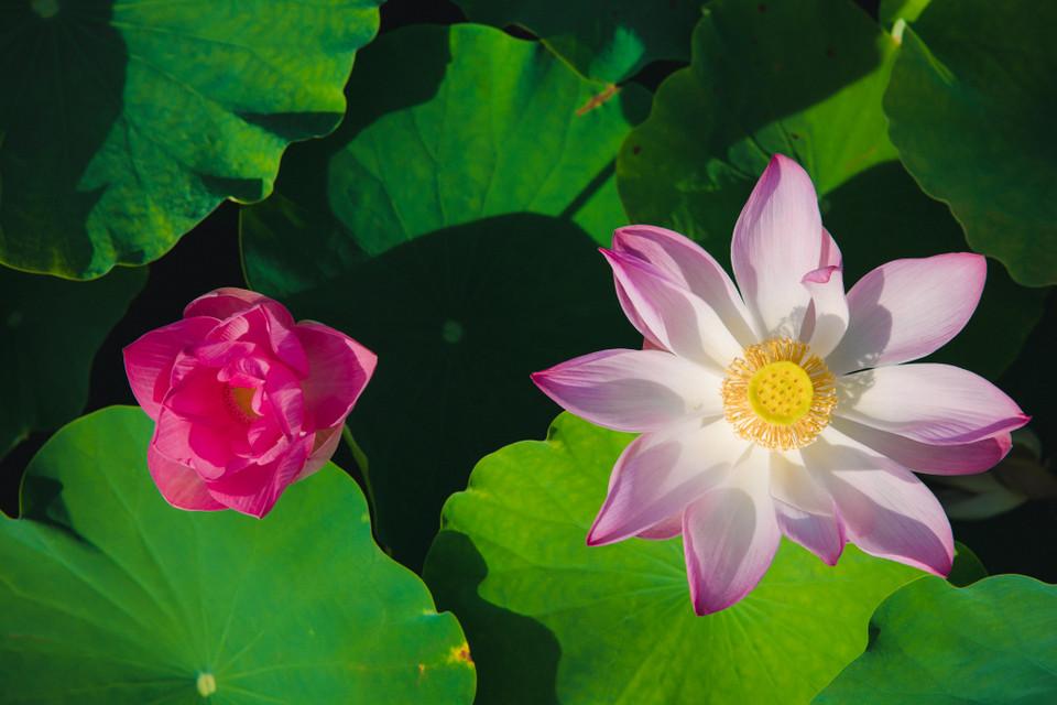 Thời điểm thích hợp nhất để chụp ảnh và ngắm hoá đó là sáng sớm. (Ảnh: Minh Sơn/Vietnam+)