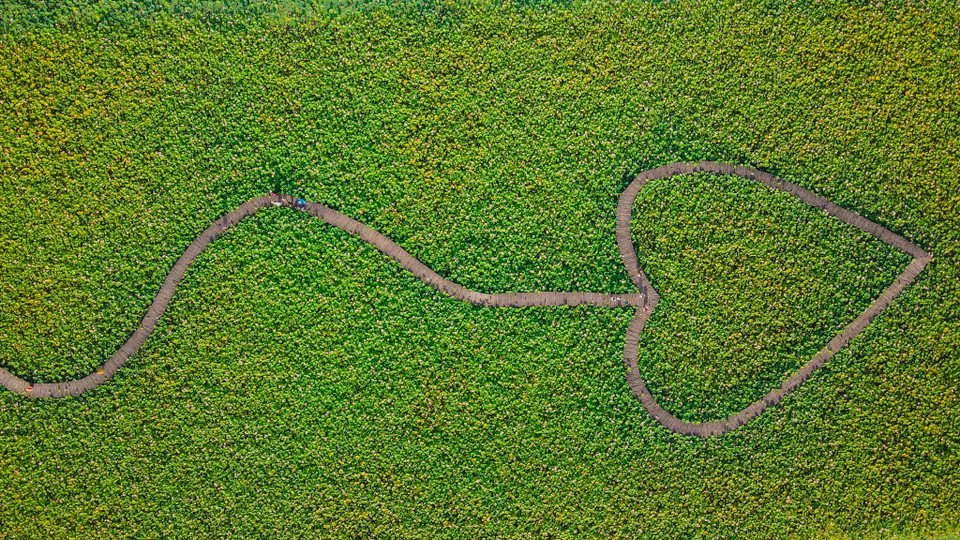 Chiếc cầu gỗ hình trái tim nằm đan xen giữa đầm sen rộng lớn. (Ảnh: Minh Sơn/Vietnam+)