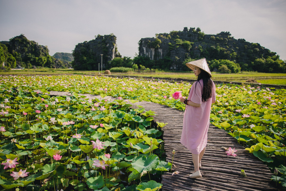 Đầm sen nằm trong quần thể danh thắng Tràng An nổi bật với sắc hoa sen trắng, hồng nở rộ. (Ảnh: Minh Sơn/Vietnam+)