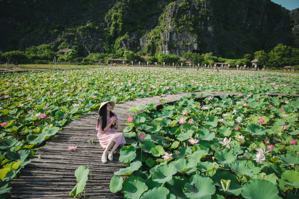 Mùa hoa sen ở Hang Múa mỗi năm chỉ có một lần tuy nhiên những cánh đồng sen ở Miền Bắc chỉ nở rộ một hai tháng thì nơi đây du khách có thể chơi đến tận đầu thu. (Ảnh: Minh Sơn/Vietnam+)