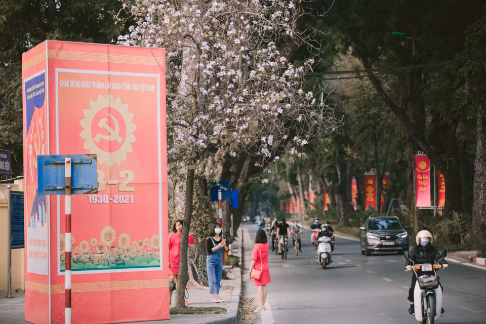Hoa ban khoe sắc giữa tiết xuân dường như đã trở thành một hình ảnh quen thuộc, gần gũi với người dân Hà Nội. (Ảnh: Minh Sơn/Vietnam+)