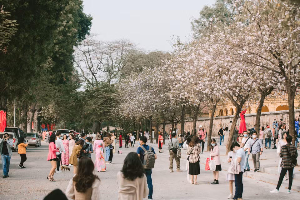Cuối tháng 2, khi tiết trời còn vương vất chút lạnh cũng là lúc hoa ban Tây Bắc bung nở trên các con đường, góc phố Hà Nội. (Ảnh: Minh Sơn/Vietnam+)