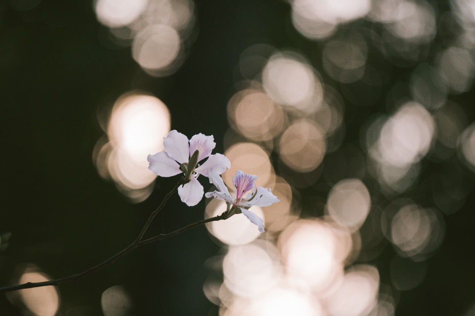 Loài hoa của núi rừng Tây Bắc luôn đem lại cho người ngắm những xúc cảm đặc biệt. (Ảnh: Minh Sơn/Vietnam+)