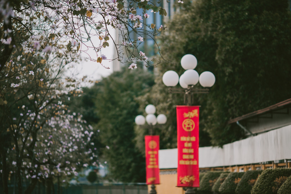 Thiên nhiên ban tặng cho thời tiết miền Bắc thời điểm đẹp nhất trong năm khi cây cối bắt đầu thay lá, nhiều loài hoa bắt đầu khoe sắc. (Ảnh: Minh Sơn/Vietnam+)