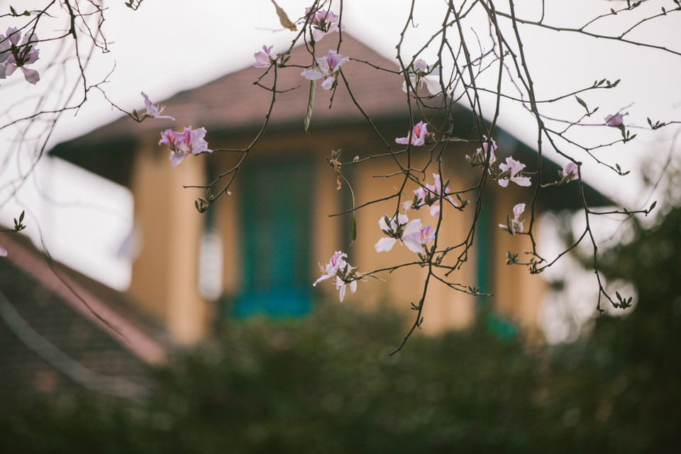 Hoa ban nhìn mong manh là thế nhưng rất bền bỉ, sau vài cơn mưa hoa vẫn bung nở rực rỡ. (Ảnh: Minh Sơn/Vietnam+)