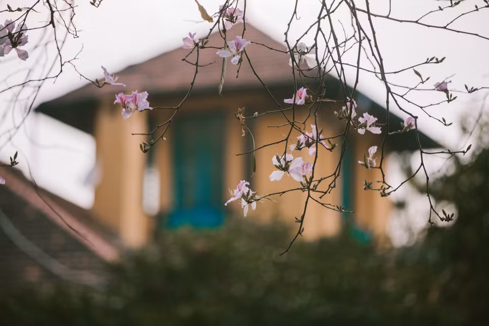 Hoa ban nhìn mong manh là thế nhưng rất bền bỉ, sau vài cơn mưa hoa vẫn bung nở rực rỡ. (Ảnh: Minh Sơn/Vietnam+)