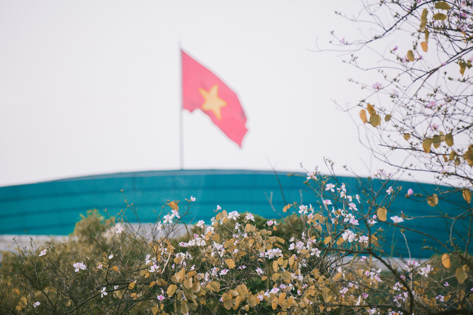 Thời điểm hoa ban nở cũng là lúc đường phố Hà Nội được 'khoác' lên mình diện mạo mới. (Ảnh: Minh Sơn/Vietnam+)