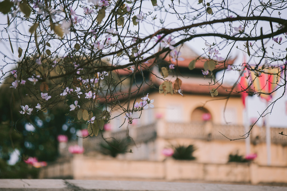 Mỗi bông hoa ban thường có bốn đến năm cánh, nhị màu hồng phấn, gân hoa màu tím nhạt, vẻ đẹp mộc mạc và giản dị đúng chất núi rừng Tây Bắc. (Ảnh: Minh Sơn/Vietnam+)