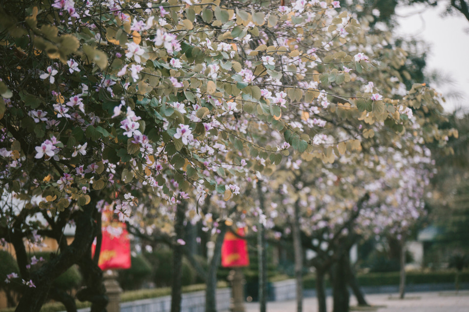 Hoa bắt đầu nở và nở rộ vào cuối tháng 12 kéo dài đến tận cuối tháng 2 năm sau. (Ảnh: Minh Sơn/Vietnam+)