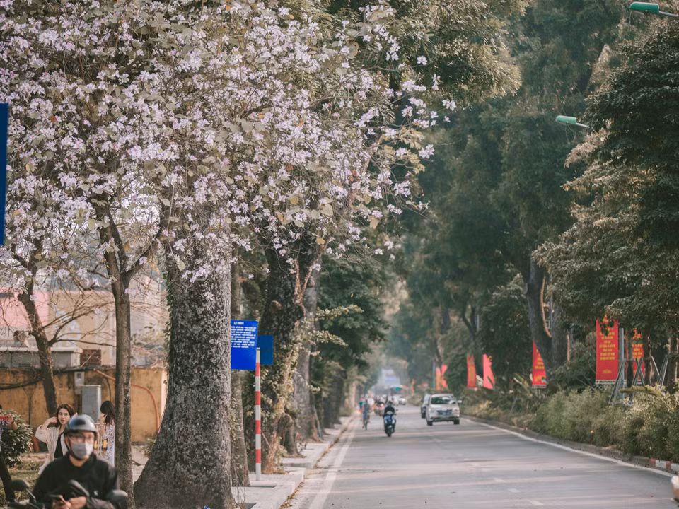 Hoa ban ở đây được trồng thành từng hàng, mỗi dịp hoa nở khiến cả một góc phố trở nên sáng bừng trong tiết trời mùa xuân dịu dàng. (Ảnh: Minh Sơn/Vietnam+)