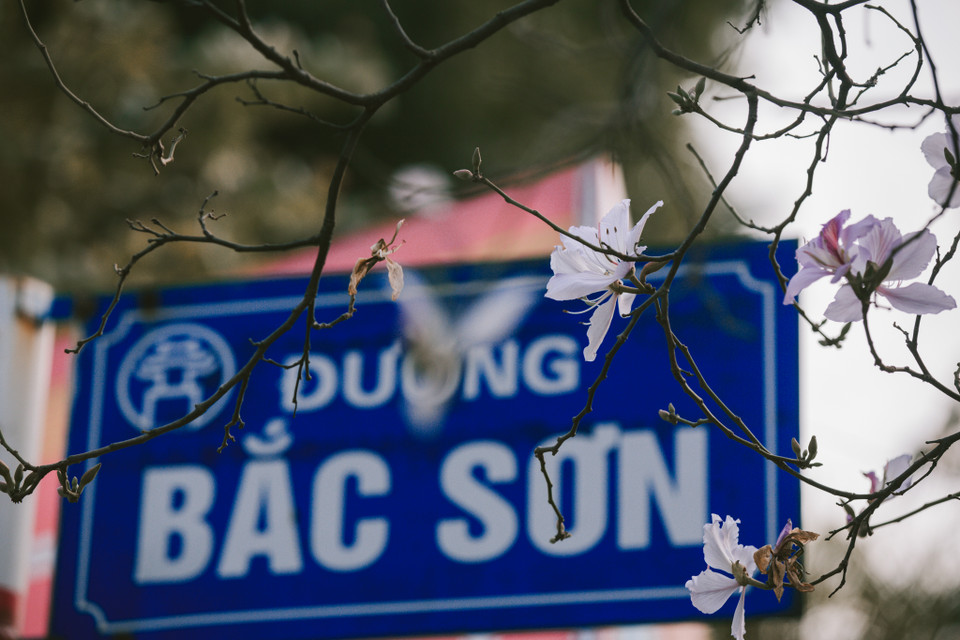 Đường Bắc Sơn là một trong những con đường trồng nhiều hoa ban nhất. (Ảnh: Minh Sơn/Vietnam+)