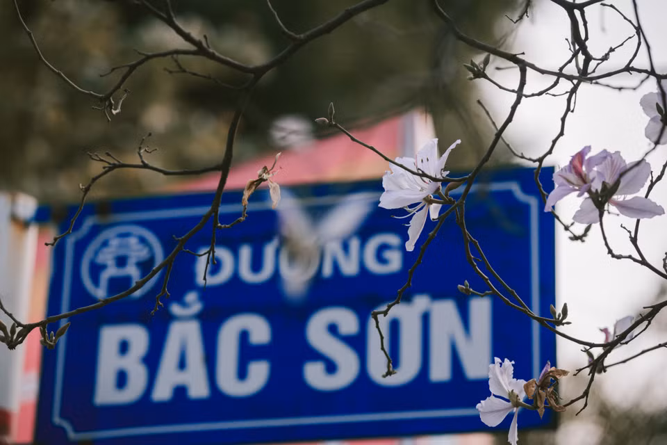 Đường Bắc Sơn là một trong những con đường trồng nhiều hoa ban nhất. (Ảnh: Minh Sơn/Vietnam+)