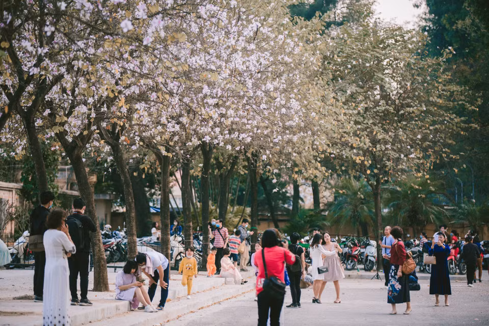 Những ngày này, đi dạo trên các con đường Hoàng Diệu, Trần Phú, Mễ Trì,... người ta không khỏi trầm trồ trước những cánh hoa ban trắng hồng. (Ảnh: Minh Sơn/Vietnam+)