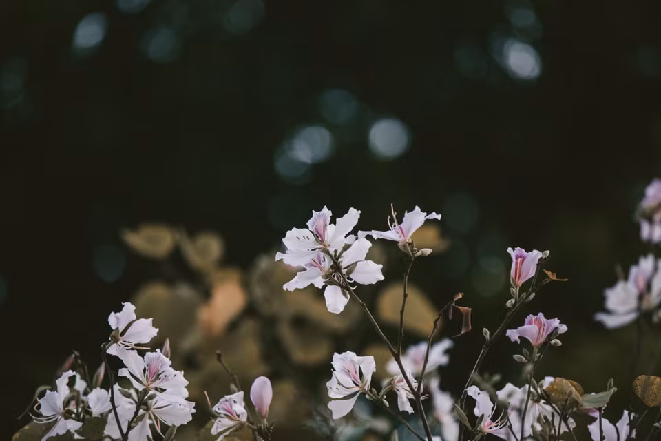 (Ảnh: Minh Sơn/Vietnam+)