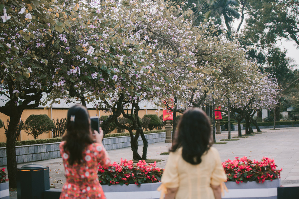 Dạo quanh những tuyến đường Hoàng Diệu, Bắc Sơn hay Điện Biên Phủ trong những ngày này, người dân Hà Nội như lạc vào xứ sở hoa ban. (Ảnh: Minh Sơn/Vietnam+)