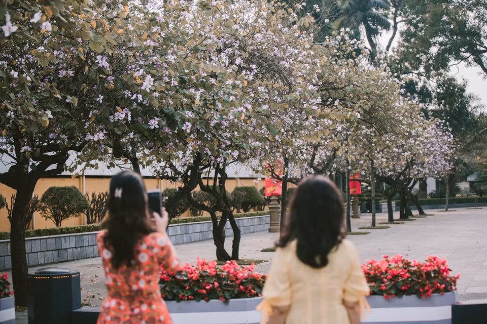 Dạo quanh những tuyến đường Hoàng Diệu, Bắc Sơn hay Điện Biên Phủ trong những ngày này, người dân Hà Nội như lạc vào xứ sở hoa ban. (Ảnh: Minh Sơn/Vietnam+)